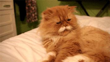 宠物用柔软绒毛编织的漫长时光