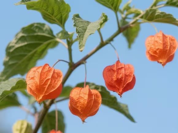 毛灯笼花多高摘心